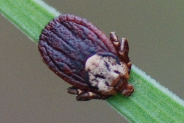ixodid